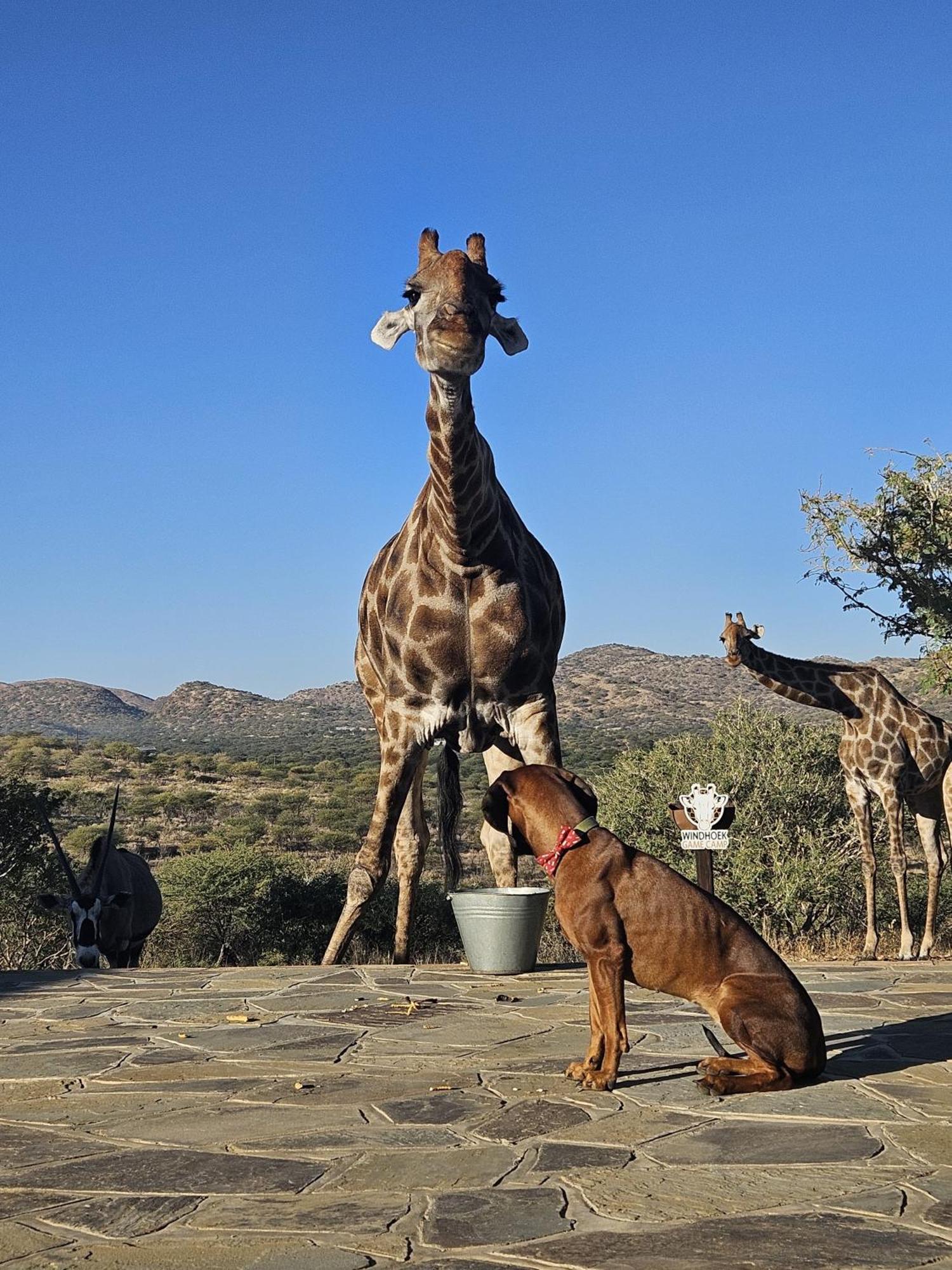 Windhoek Game Camp Lafrenz Township Esterno foto
